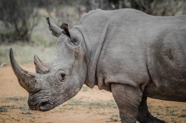 An encounter with a Rhino